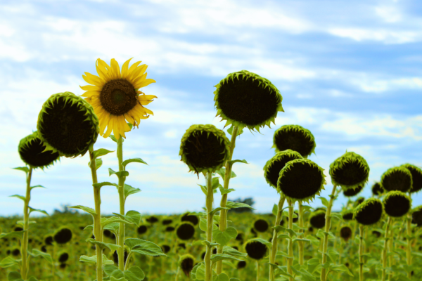 The Incredible Journey of Knowing Yourself